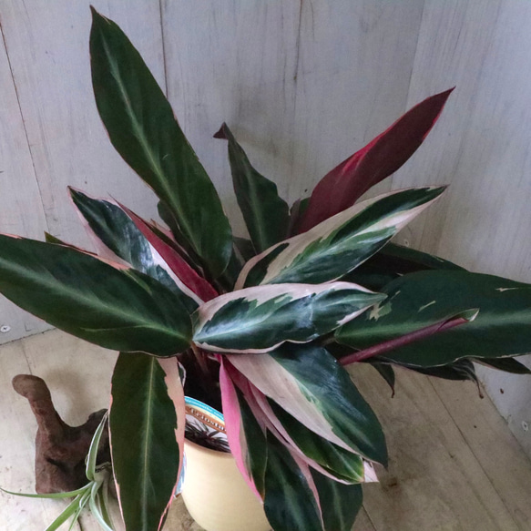 ストロマンテ♡サンギネア♡トリオスター♡観葉植物♡ 9枚目の画像
