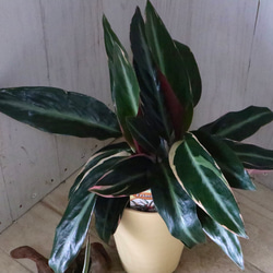 ストロマンテ♡サンギネア♡トリオスター♡観葉植物♡ 2枚目の画像