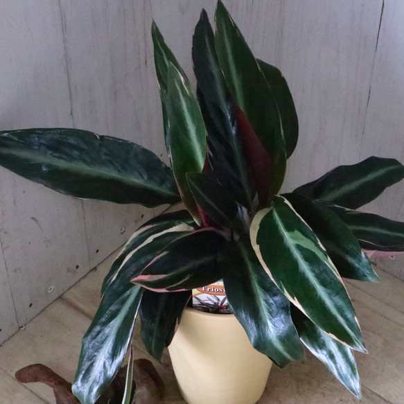ストロマンテ♡サンギネア♡トリオスター♡観葉植物♡ 2枚目の画像