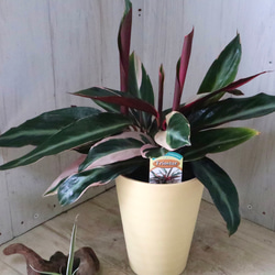 ストロマンテ♡サンギネア♡トリオスター♡観葉植物♡ 13枚目の画像