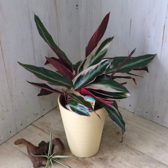 ストロマンテ♡サンギネア♡トリオスター♡観葉植物♡ 6枚目の画像