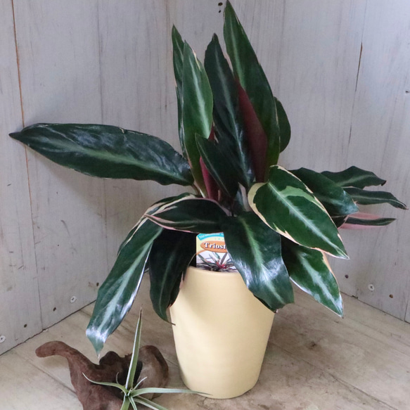 ストロマンテ♡サンギネア♡トリオスター♡観葉植物♡ 3枚目の画像