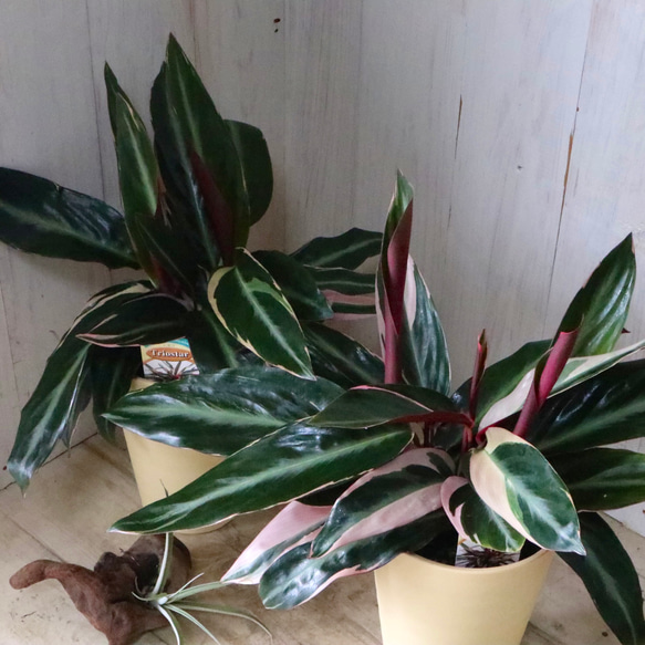 ストロマンテ♡サンギネア♡トリオスター♡観葉植物♡ 1枚目の画像