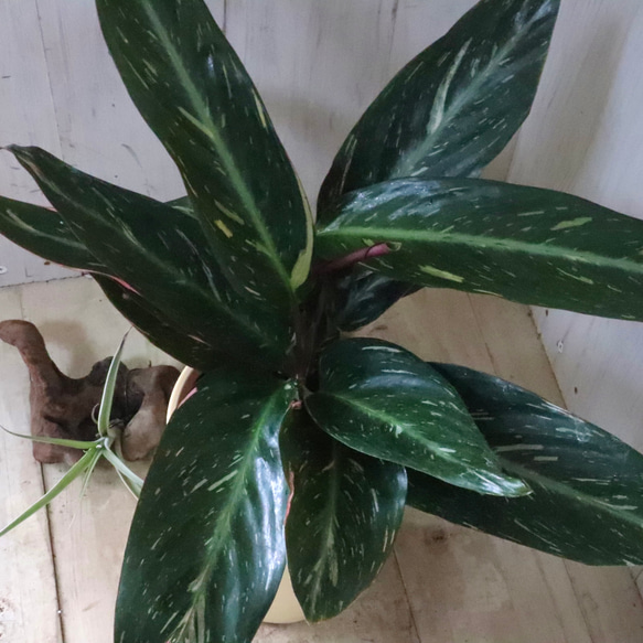 ストロマンテ♡マジックスター♡観葉植物♡インテリア♡ 14枚目の画像