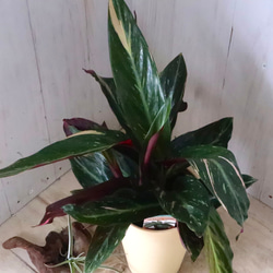 ストロマンテ♡マジックスター♡観葉植物♡インテリア♡ 7枚目の画像