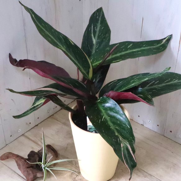 ストロマンテ♡マジックスター♡観葉植物♡インテリア♡ 15枚目の画像
