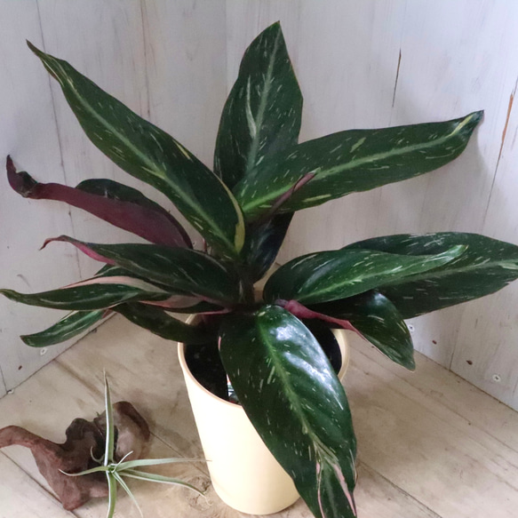 ストロマンテ♡マジックスター♡観葉植物♡インテリア♡ 13枚目の画像