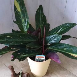 ストロマンテ♡マジックスター♡観葉植物♡インテリア♡ 2枚目の画像
