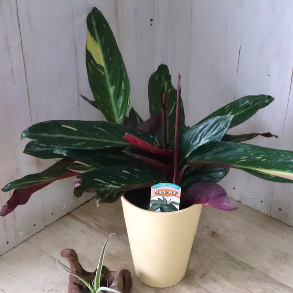 ストロマンテ♡マジックスター♡観葉植物♡インテリア♡ 4枚目の画像