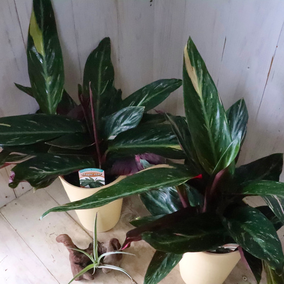 ストロマンテ♡マジックスター♡観葉植物♡インテリア♡ 1枚目の画像