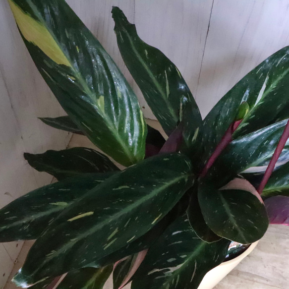 ストロマンテ♡マジックスター♡観葉植物♡インテリア♡ 5枚目の画像