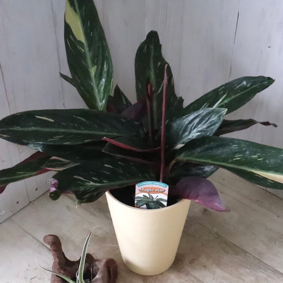 ストロマンテ♡マジックスター♡観葉植物♡インテリア♡ 3枚目の画像