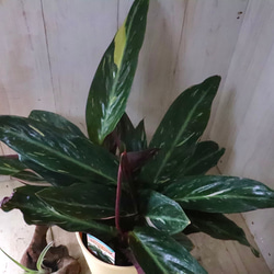ストロマンテ♡マジックスター♡観葉植物♡インテリア♡ 6枚目の画像