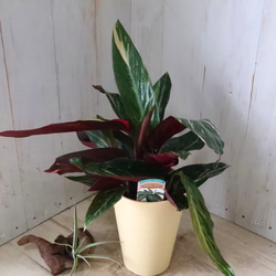 ストロマンテ♡マジックスター♡観葉植物♡インテリア♡ 10枚目の画像