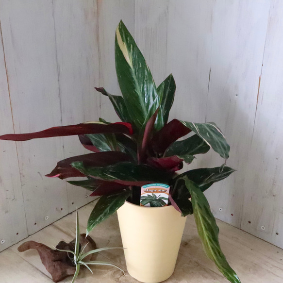 ストロマンテ♡マジックスター♡観葉植物♡インテリア♡ 10枚目の画像
