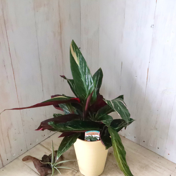 ストロマンテ♡マジックスター♡観葉植物♡インテリア♡ 9枚目の画像