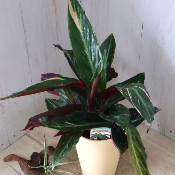 ストロマンテ♡マジックスター♡観葉植物♡インテリア♡ 8枚目の画像