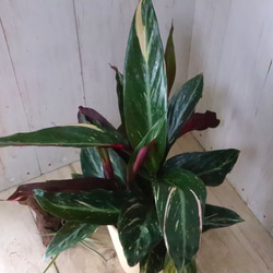 ストロマンテ♡マジックスター♡観葉植物♡インテリア♡ 11枚目の画像