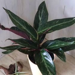 ストロマンテ♡マジックスター♡観葉植物♡インテリア♡ 12枚目の画像