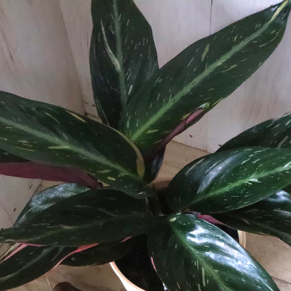ストロマンテ♡マジックスター♡観葉植物♡インテリア♡ 16枚目の画像