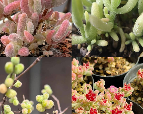 【にこにこ植物】速達 にこにこ植物様専用】速達