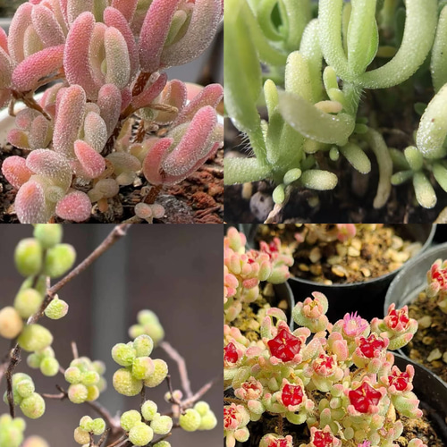 速達便で発送❣️多肉植物 ドロサンテマム キラキラ 錦4点セット