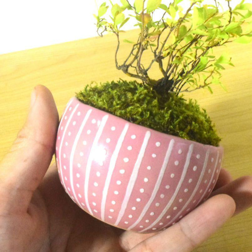 POTOCO 雪柳 ユキヤナギ 陶器鉢 盆栽 かわいい 白 花 実生 豆盆栽 盆栽