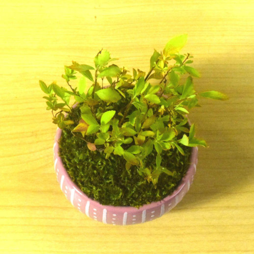 POTOCO 雪柳 ユキヤナギ 陶器鉢 盆栽 かわいい 白 花 実生 豆盆栽 盆栽