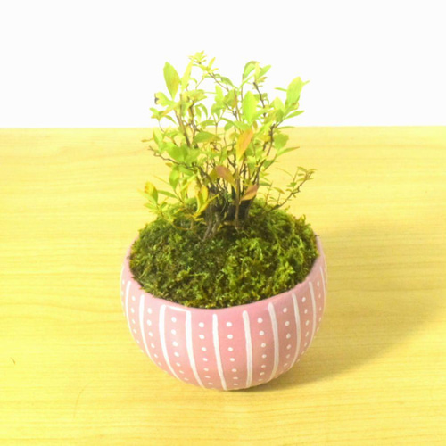 ユキヤナギ　小品盆栽 POTOCO 雪柳 ユキヤナギ 陶器鉢 盆栽 かわいい 白 花 実生 豆盆栽 盆栽