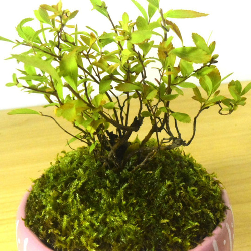 POTOCO 雪柳 ユキヤナギ 陶器鉢 盆栽 かわいい 白 花 実生 豆盆栽 盆栽