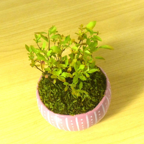 POTOCO 雪柳 ユキヤナギ 陶器鉢 盆栽 かわいい 白 花 実生 豆盆栽 盆栽