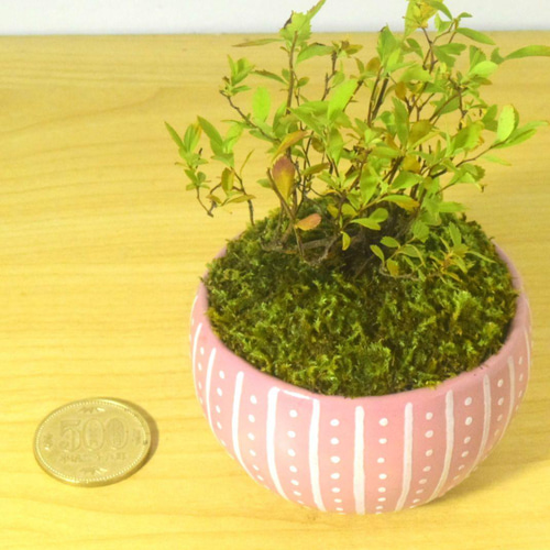 POTOCO 雪柳 ユキヤナギ 陶器鉢 盆栽 かわいい 白 花 実生 豆盆栽 盆栽