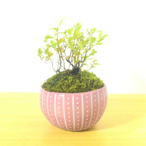POTOCO 雪柳 ユキヤナギ 陶器鉢 盆栽 かわいい 白 花 実生 豆盆栽 盆栽