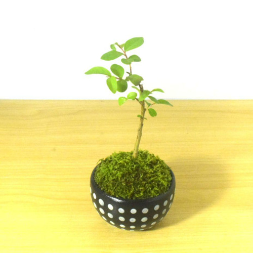 POTOCO ハゼ ハゼノキ 紅葉 植物 陶器 盆栽 観葉植物 ネイビー 豆盆栽