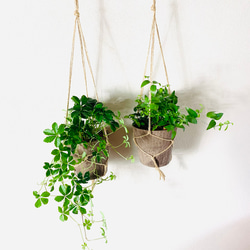 フィカス　アルテシマ3 フィカス アルテシマ 3 フィカス アルテシマ 大型 3観葉植物 室内