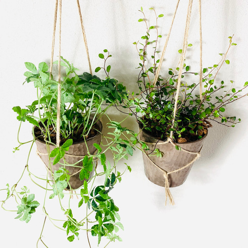 newセット】ハンギングセット アロマ鉢 シュガーバイン ワイヤー