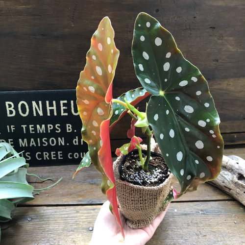 ベゴニアマクラータ Begonia maculataベゴニア マクラータ 4号置き鉢 - GREENLife JOURNAL