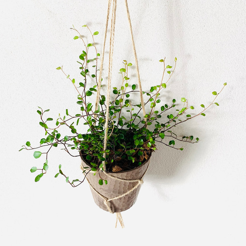 生命力が強い♡ ワイヤープランツ ハンキングアロマ鉢 4号 壁掛け