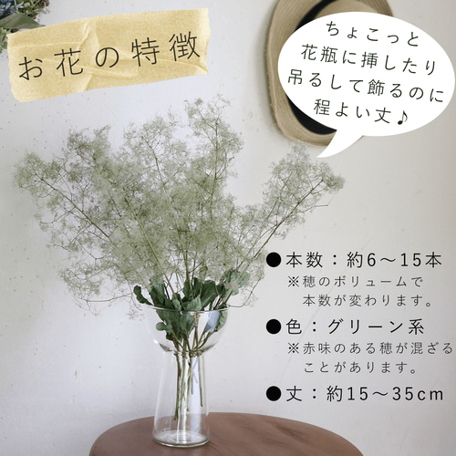 ドライフラワー 】スモークツリー グリーン 系 中丈 ＊ ナチュラル 枝