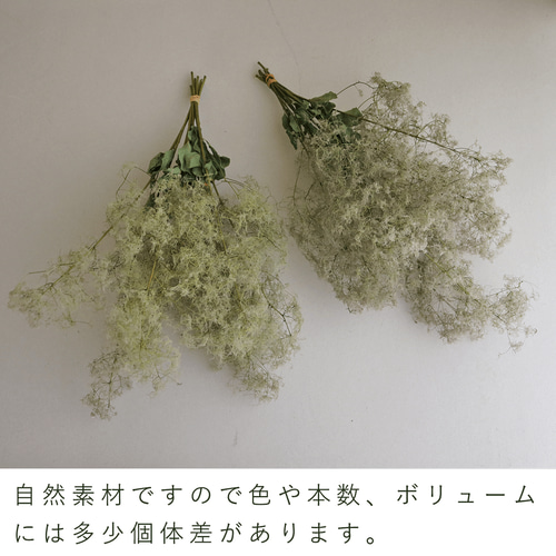 ドライフラワー 】スモークツリー グリーン 系 中丈 ＊ ナチュラル 枝