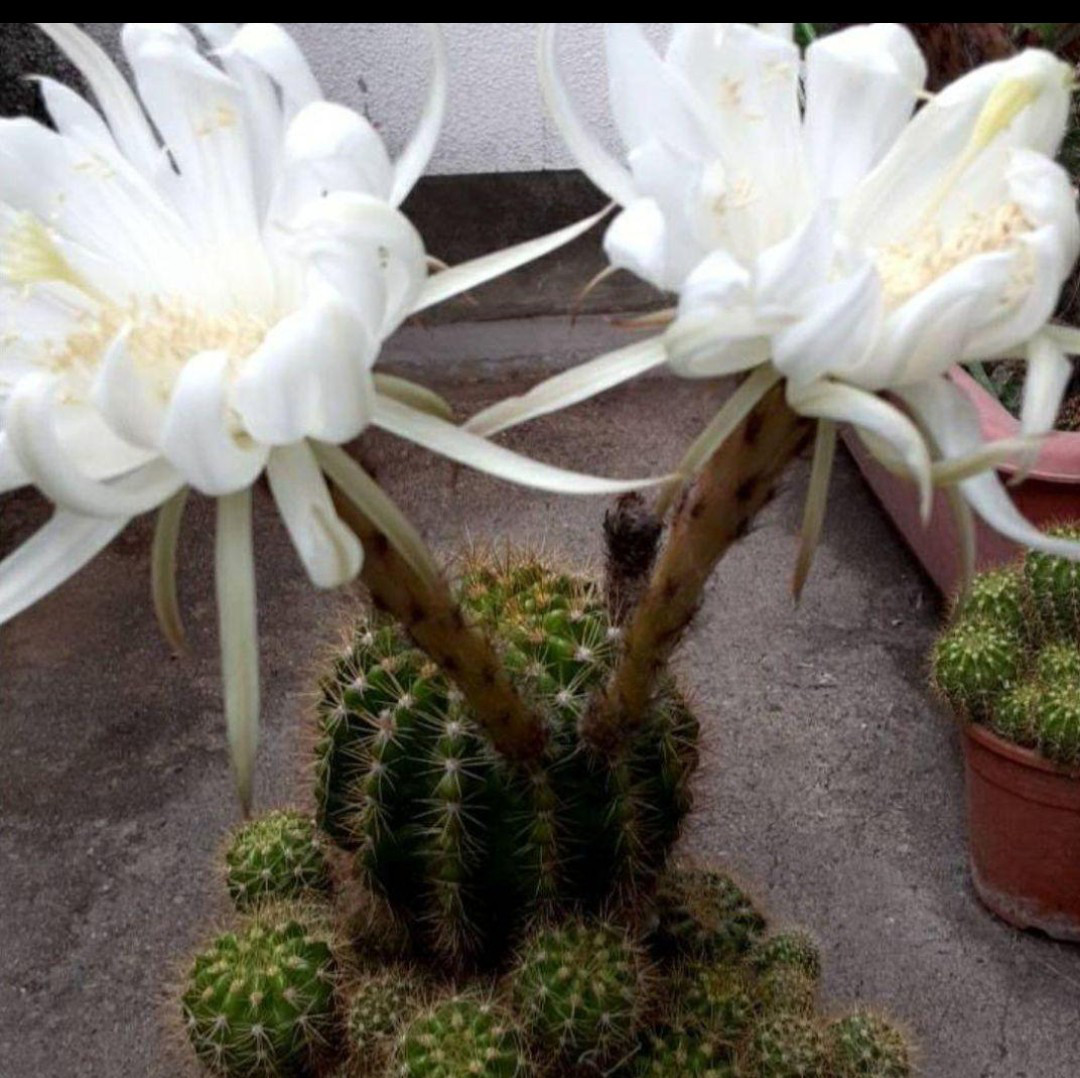 限定1 販売　サボテン 金盛丸 小苗もりもり成長抜き苗