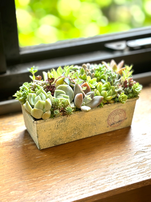 多肉植物寄せ植え リメイク缶 ヴィンテージ風 多肉植物 galleryk's植物