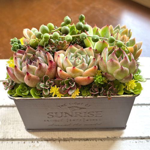 多肉植物 ♡そのまま飾れる寄せ植え♡豪華4点セット♬*° 3fc64ffa2396d967ae3901b1dc1f16