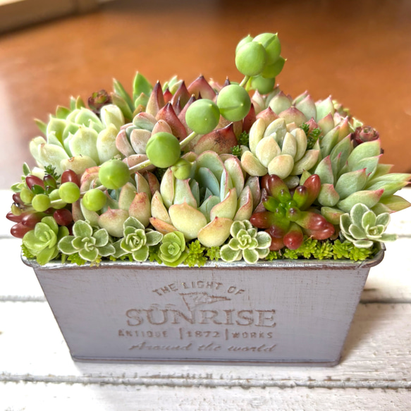 多肉植物 寄せ植え2019★2020 フラワーカー アンティーク鉢 多肉植物 寄せ植え2019☆2020 フラワーカー アンティーク鉢