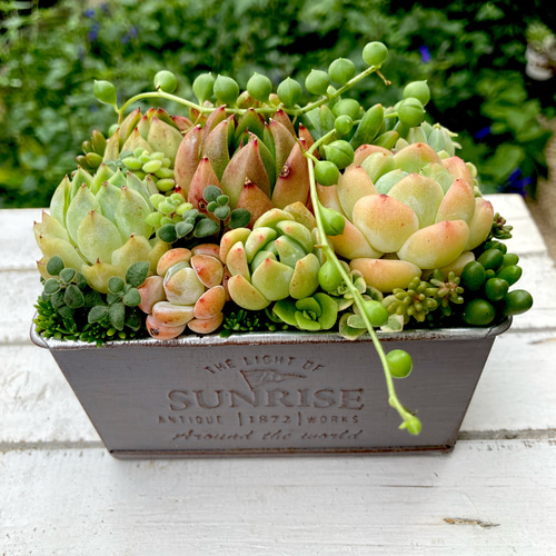 CHANEL様御専用★多肉植物　寄せ植え〜スター寄せ 多肉植物 寄せ植え アンティーク調H 多肉植物 寄植え グレー