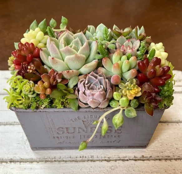 多肉植物 寄せ植え アンティーク調H 多肉植物 寄植え グレーポット