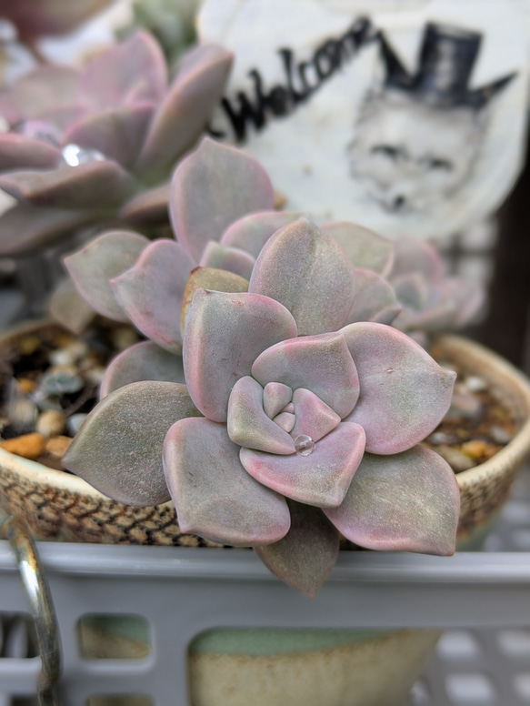 カット苗デンマークカクタス　みぃ様御確認用　パープル系 カット苗デンマークカクタス(シャコバサボテン)色々9 - メルカリ