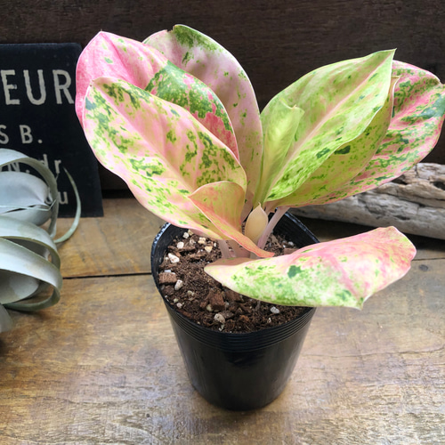 カムライトン♡アグラオネマ♡レア品種♡観葉植物 アートフラワー パリ