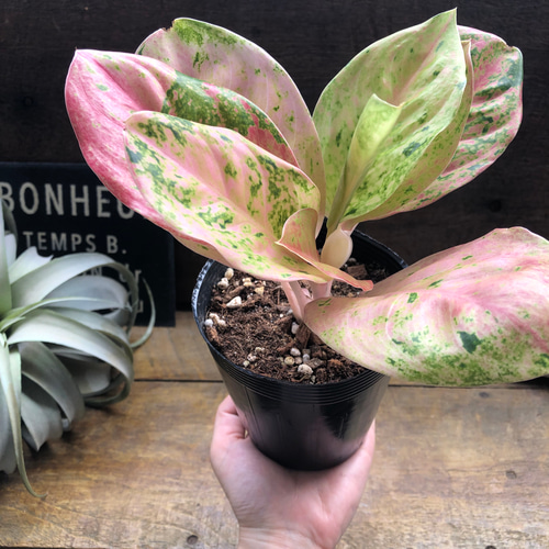 アグラオネマ　カーンマク　バリエガータ　レア♪ Yahoo!オークション - 「25」Aglaonema Khan Mak variegated