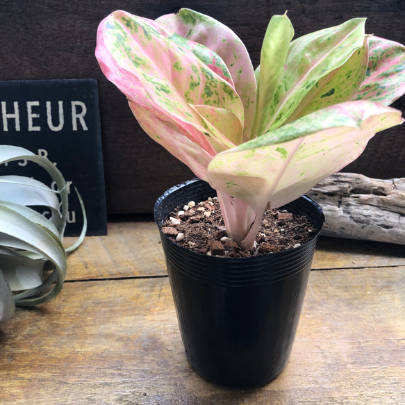 カムライトン♡アグラオネマ♡レア品種♡観葉植物 アート